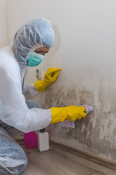 Best Emergency Mold Remediation  in Hollandale, MS